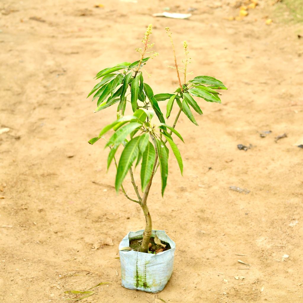 Buy Thai Mango / Aam all time in 10 Inch Nursery Bag Online | Urvann.com Thai Mango / Aam all time (~ 2 Ft) in 10 Inch Nursery Bag