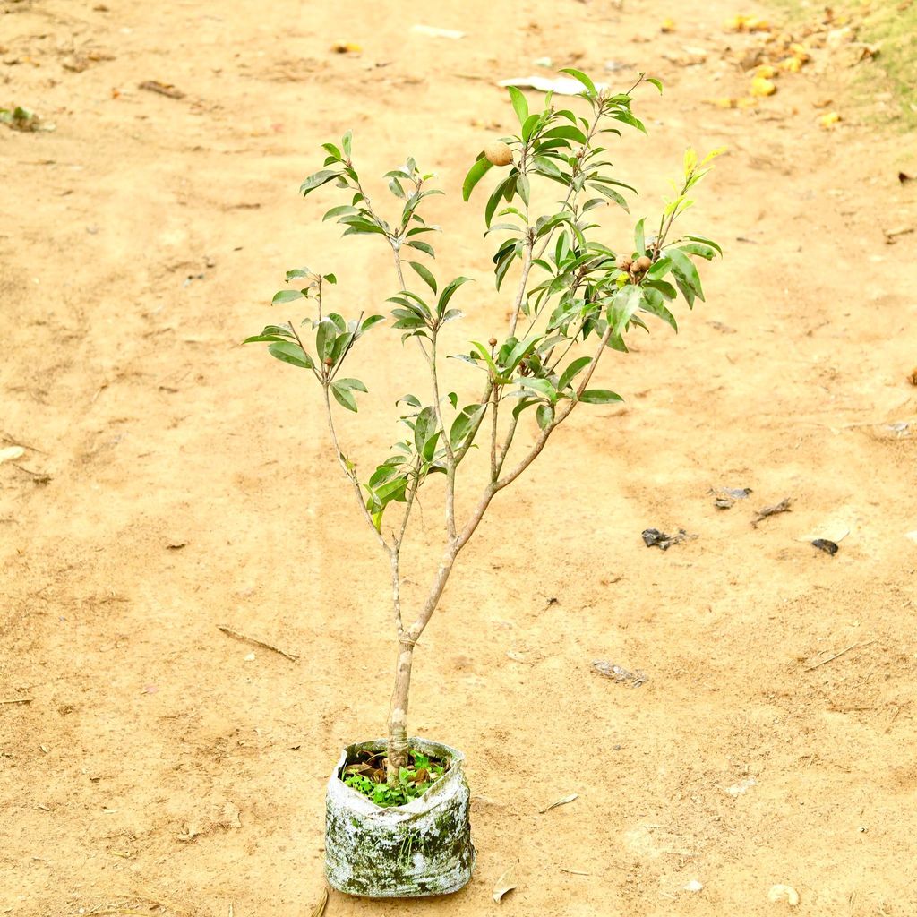 Buy Chiku / Sapodilla (~ 4 Ft) in 10 Inch Nursery Bag Online | Urvann.com Chiku / Sapodilla (~ 4 Ft) in 10 Inch Nursery Bag
