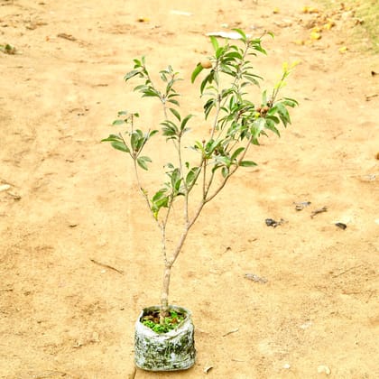 Buy Chiku / Sapodilla (~ 4 Ft) in 10 Inch Nursery Bag Online | Urvann.com