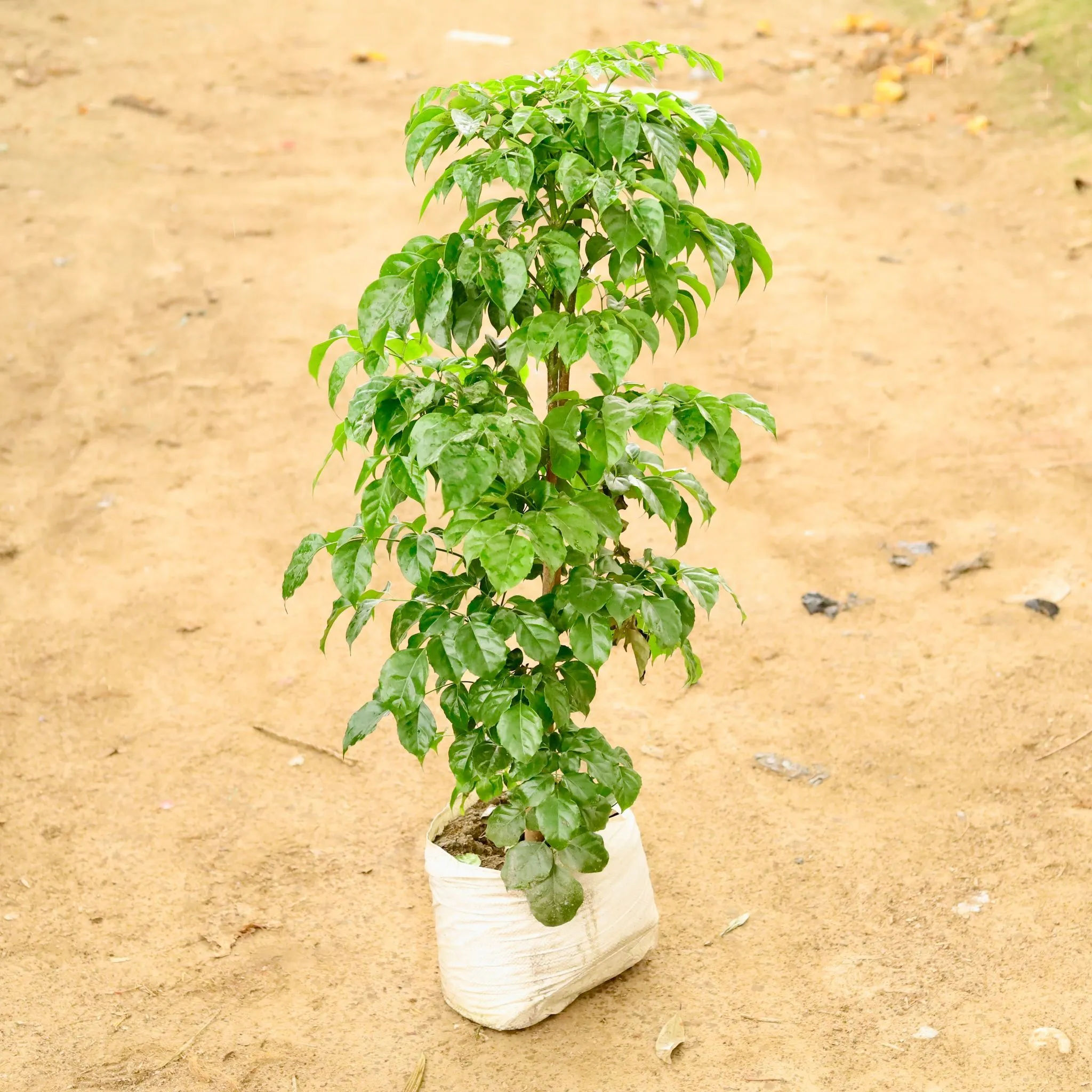 Radermachera / China Doll (~ 3 Ft) in 12 Inch Nursery Bag