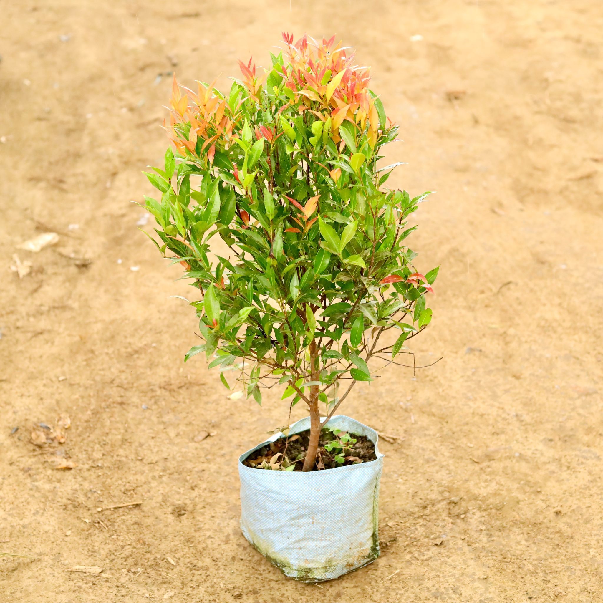 Syzygium / Christina Ficus (~ 2 Ft) in 12 Inch Nursery Bag