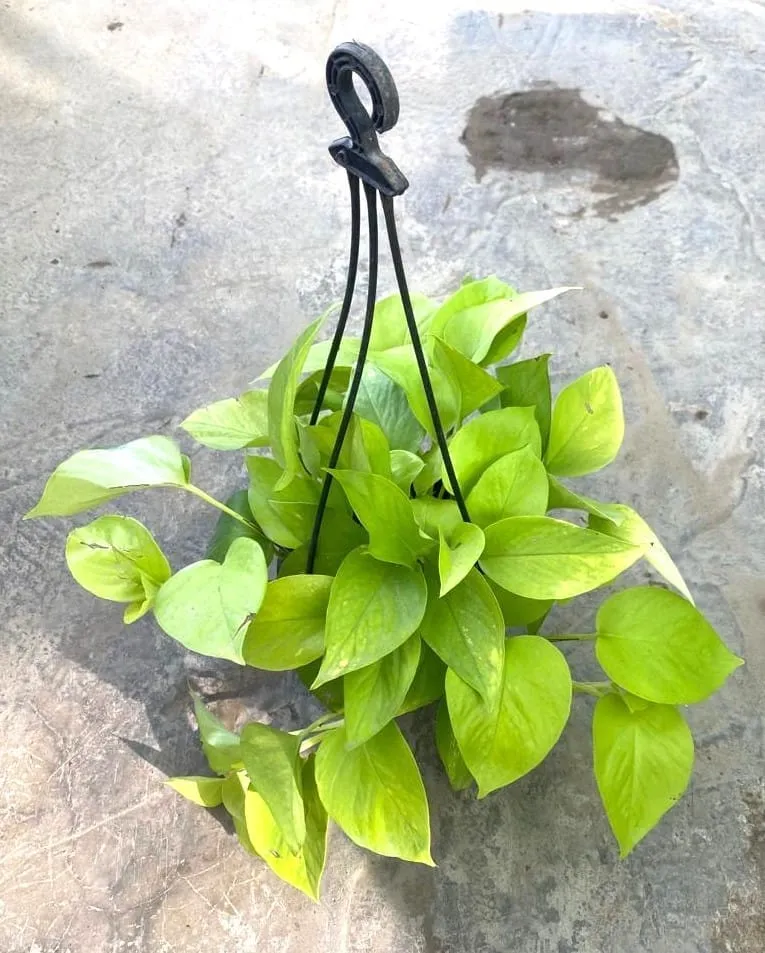 Air Purifying - Golden money plant in 6 Inch Black Hanging Basket