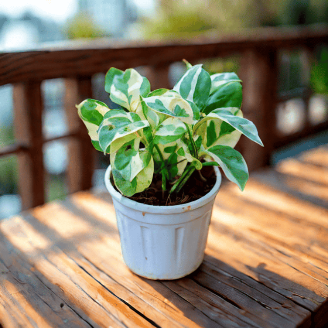 Money Plant N'joy in 5 Inch Nursery Pot