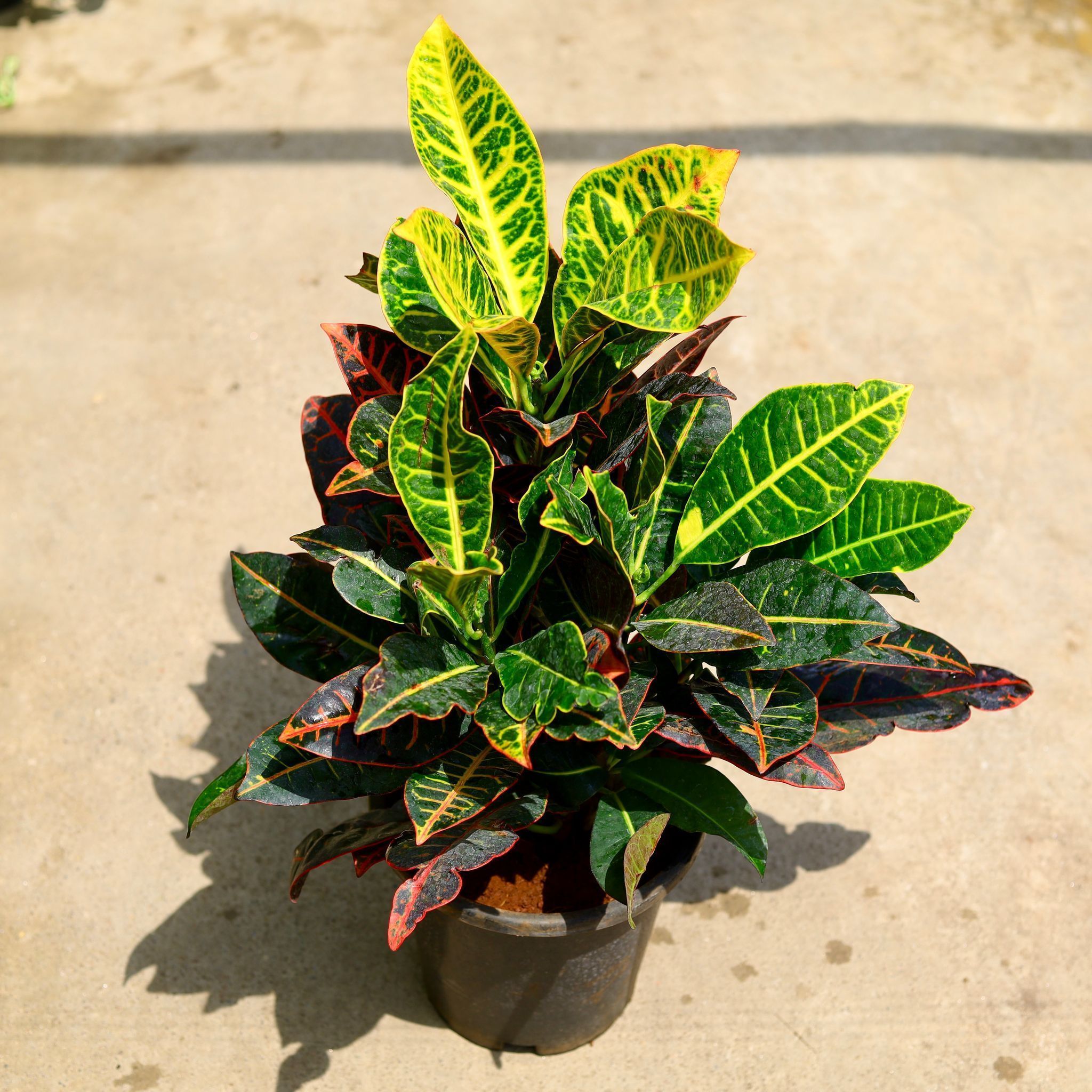 Croton Petra in 8 Inch Nursery Pot