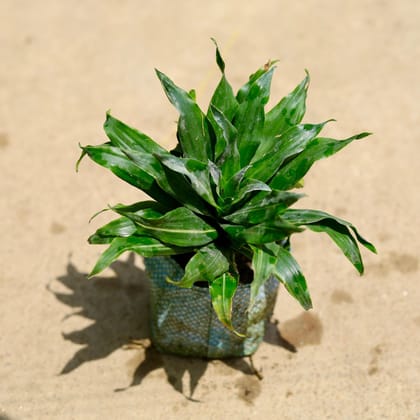 Buy Dracaena compacta in 4 Inch Nursery Bag Online | Urvann.com