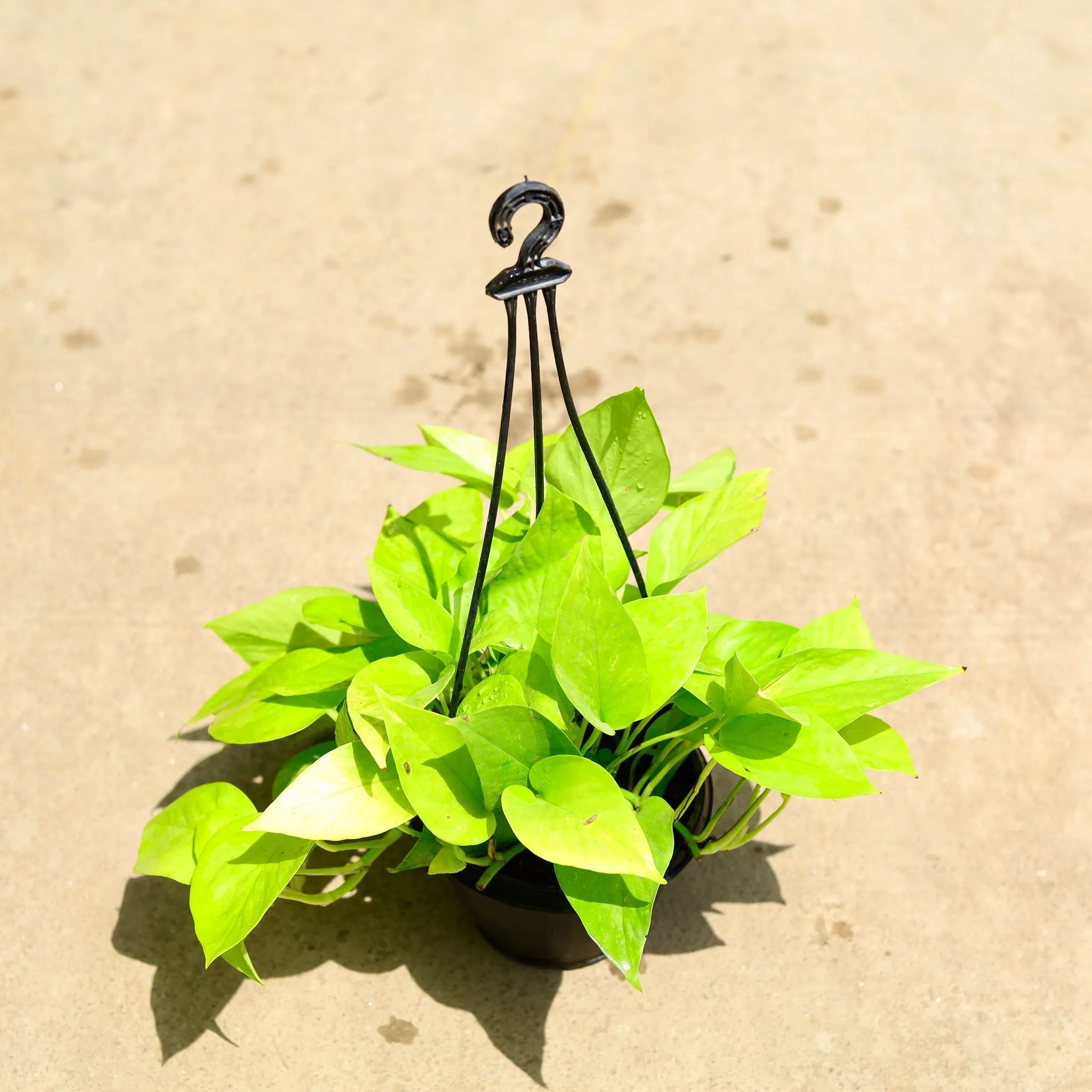 Air Purifying - Money Plant Golden in 6 Inch Hanging Basket