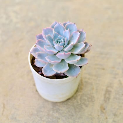 Buy Echeveria desmetiana Succulent in 4 Inch Nursery Pot Online | Urvann.com