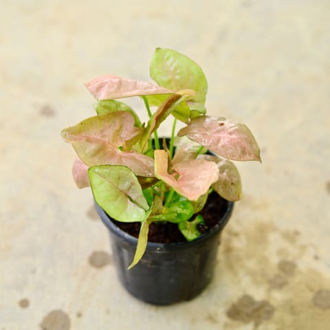 Syngonium Pink in 4 Inch Nursery Pot