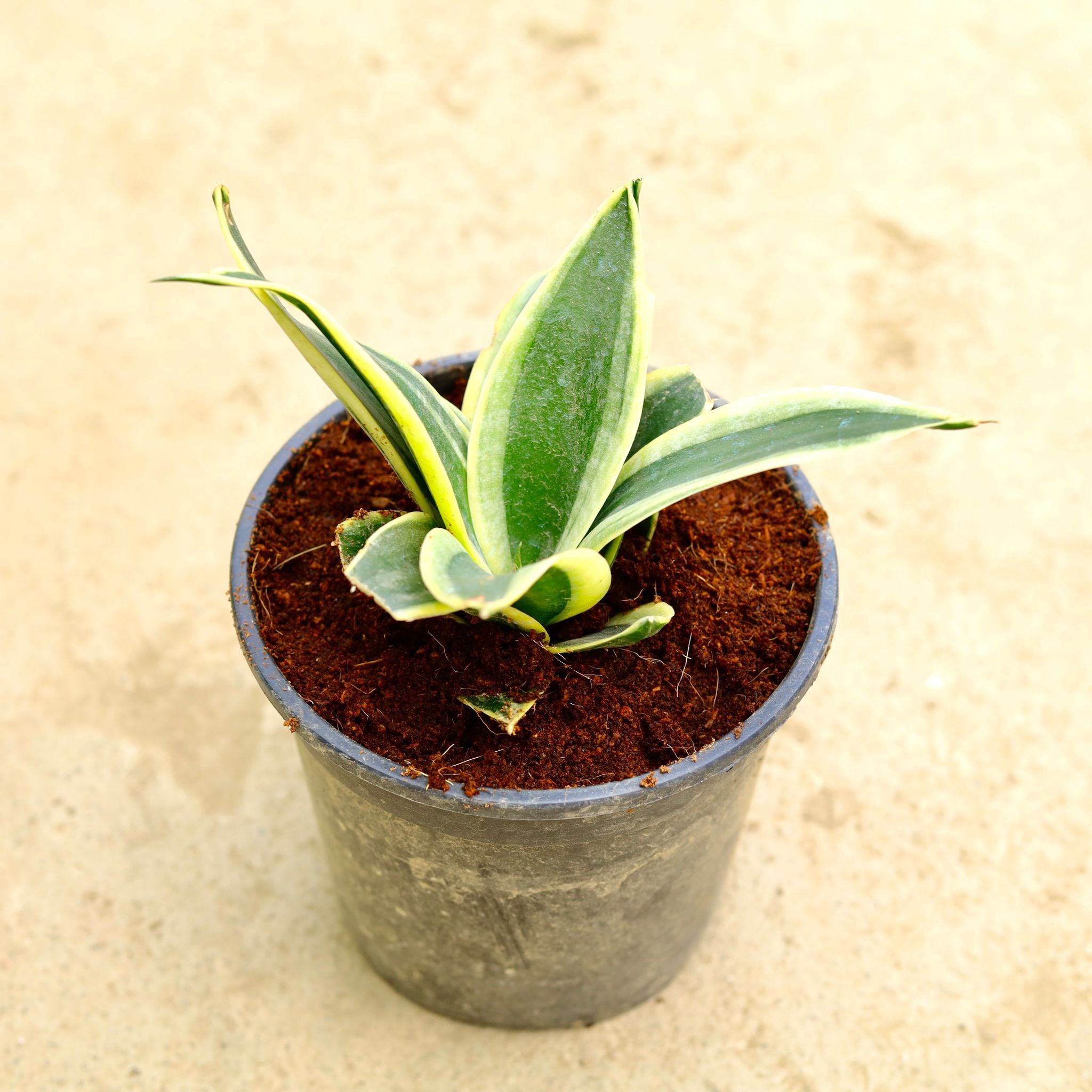 Snake Dwarf Yellow in 5 Inch Nursery Pot