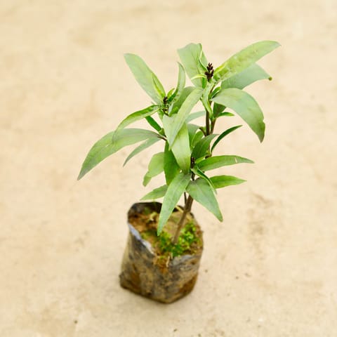 Sukh Shanti in 4 Inch Nursery Bag