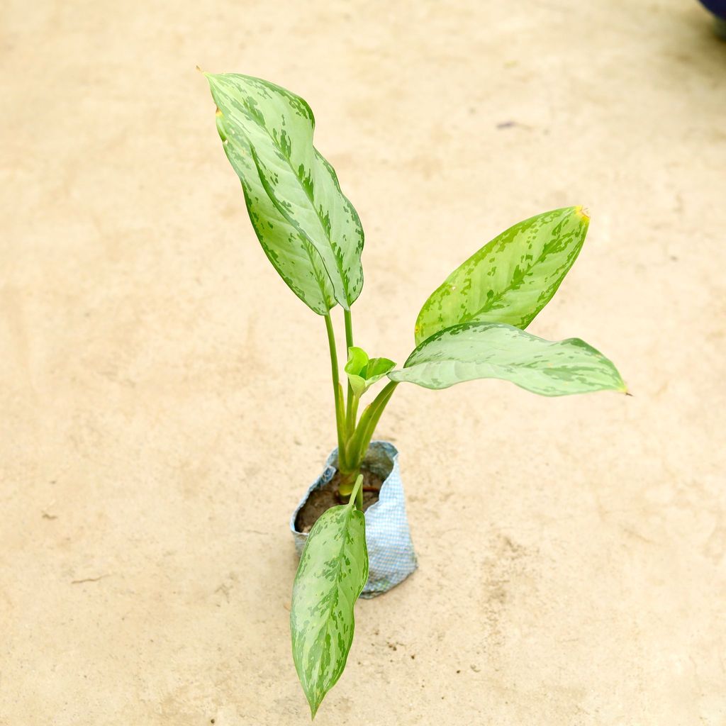 Buy Aglaonema Maria Christina in 4 Inch Nursery Bag Online | Urvann.com Aglaonema Maria Christina in 4 Inch Nursery Bag