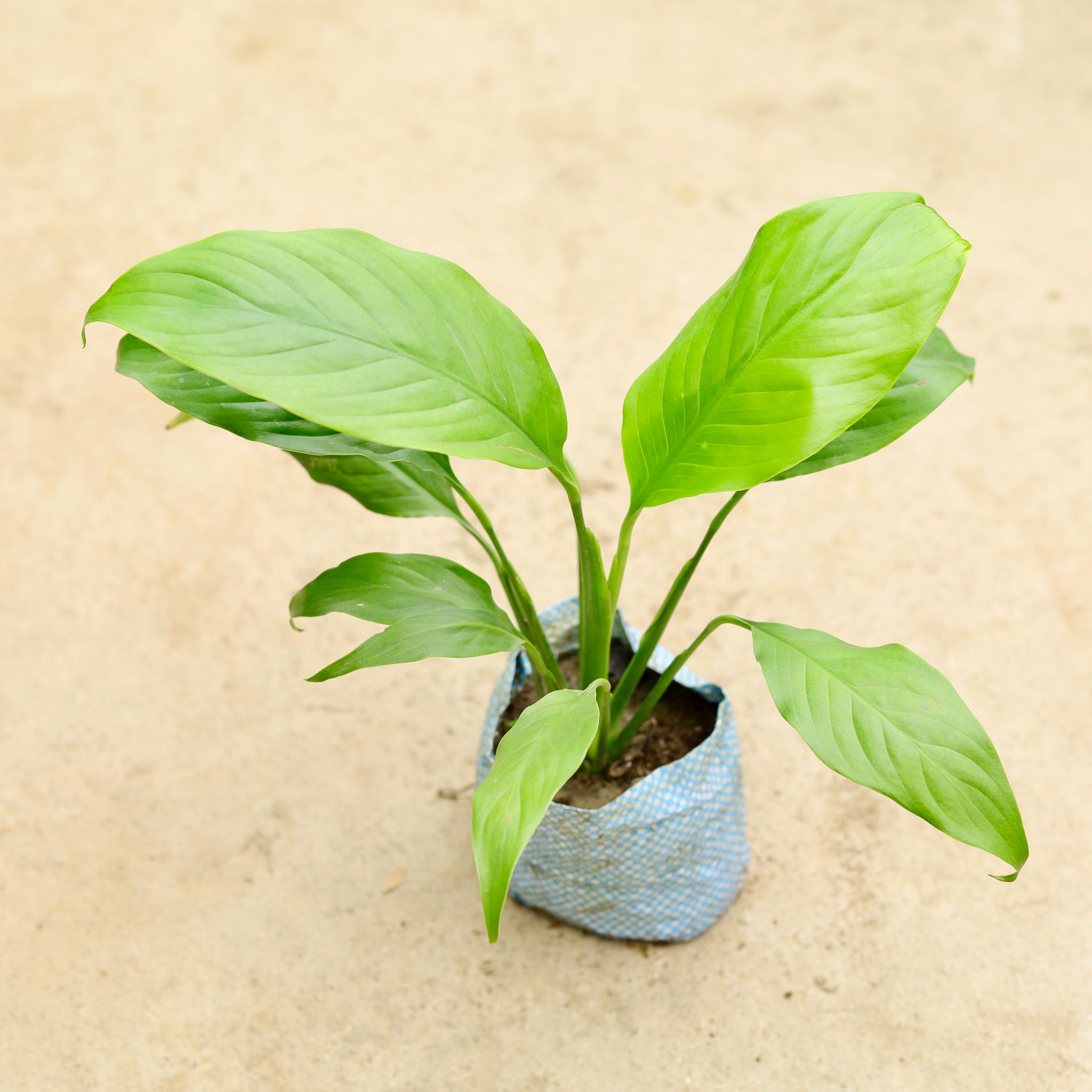 Peace Lily in 4 Inch Nursery Bag