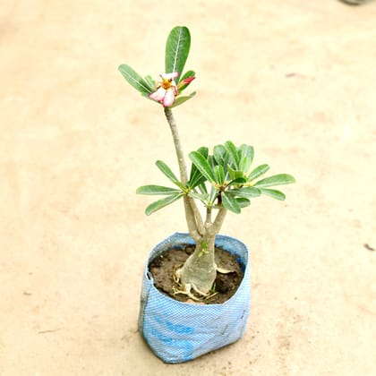 Buy Adenium (any colour) in 8 Inch Nursery Bag Online | Urvann.com