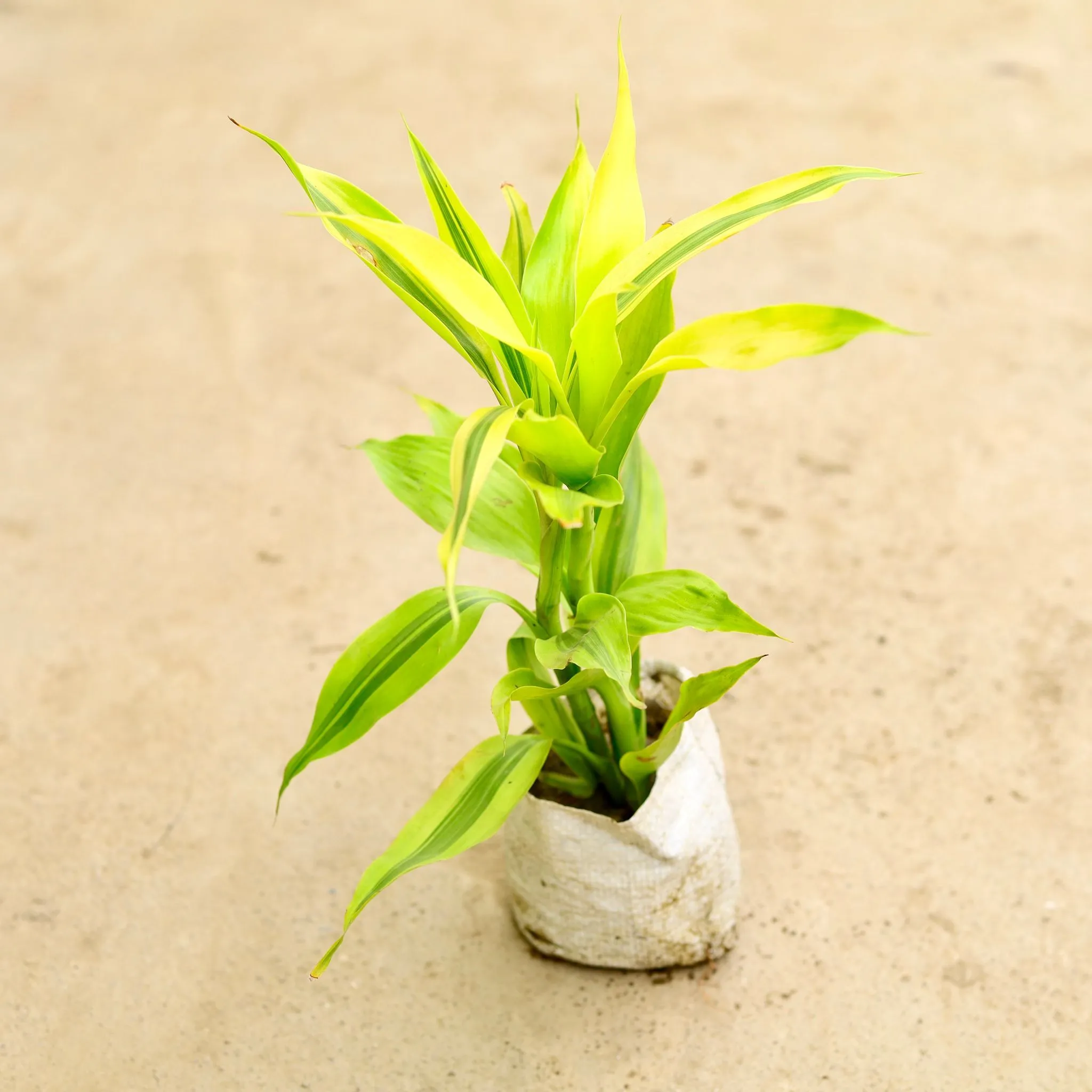 Lucky Bamboo Golden in 4 Inch Nursery Bag