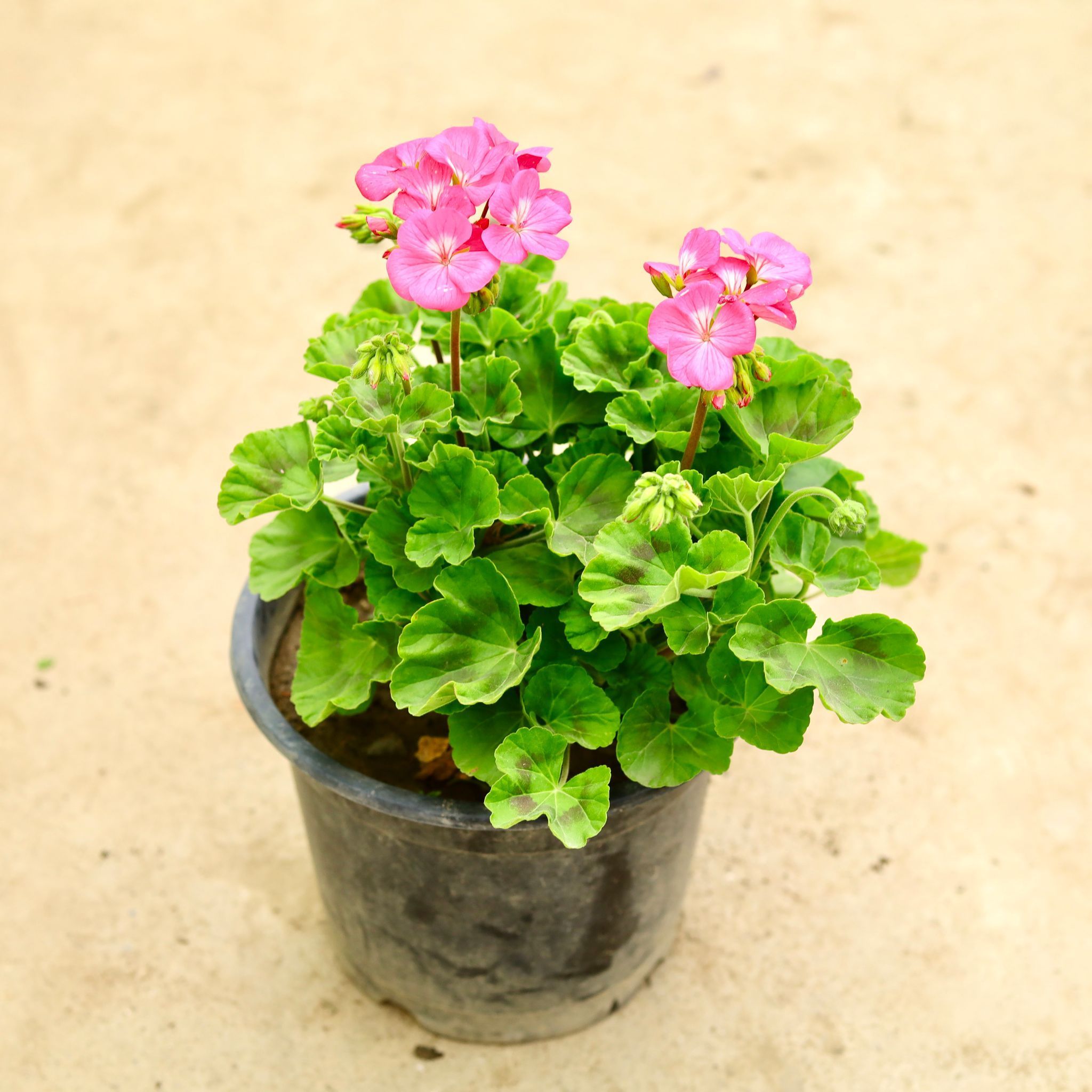 Geranium Pink in 8 Inch Nursery Pot