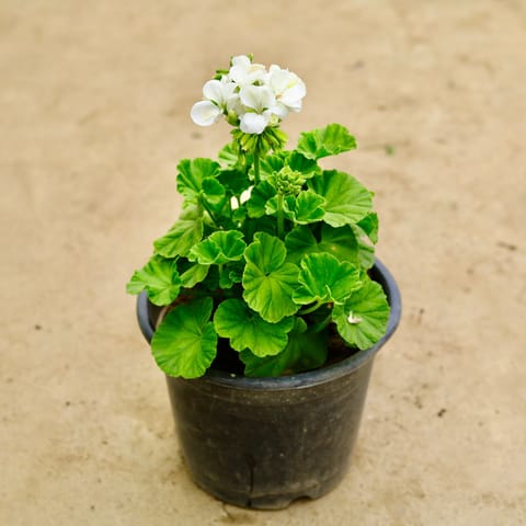Geranium White in 8 Inch Nursery Pot
