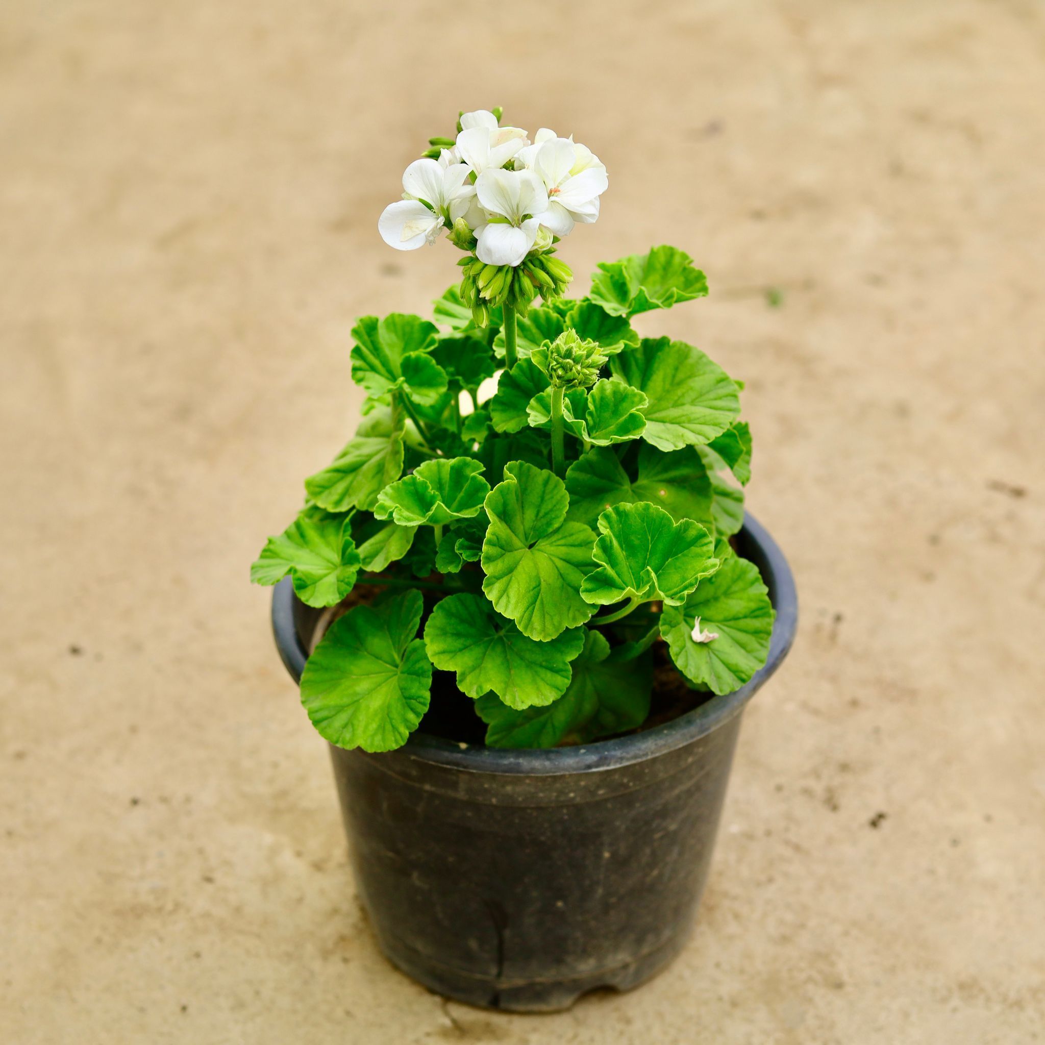 Geranium White in 8 Inch Nursery Pot