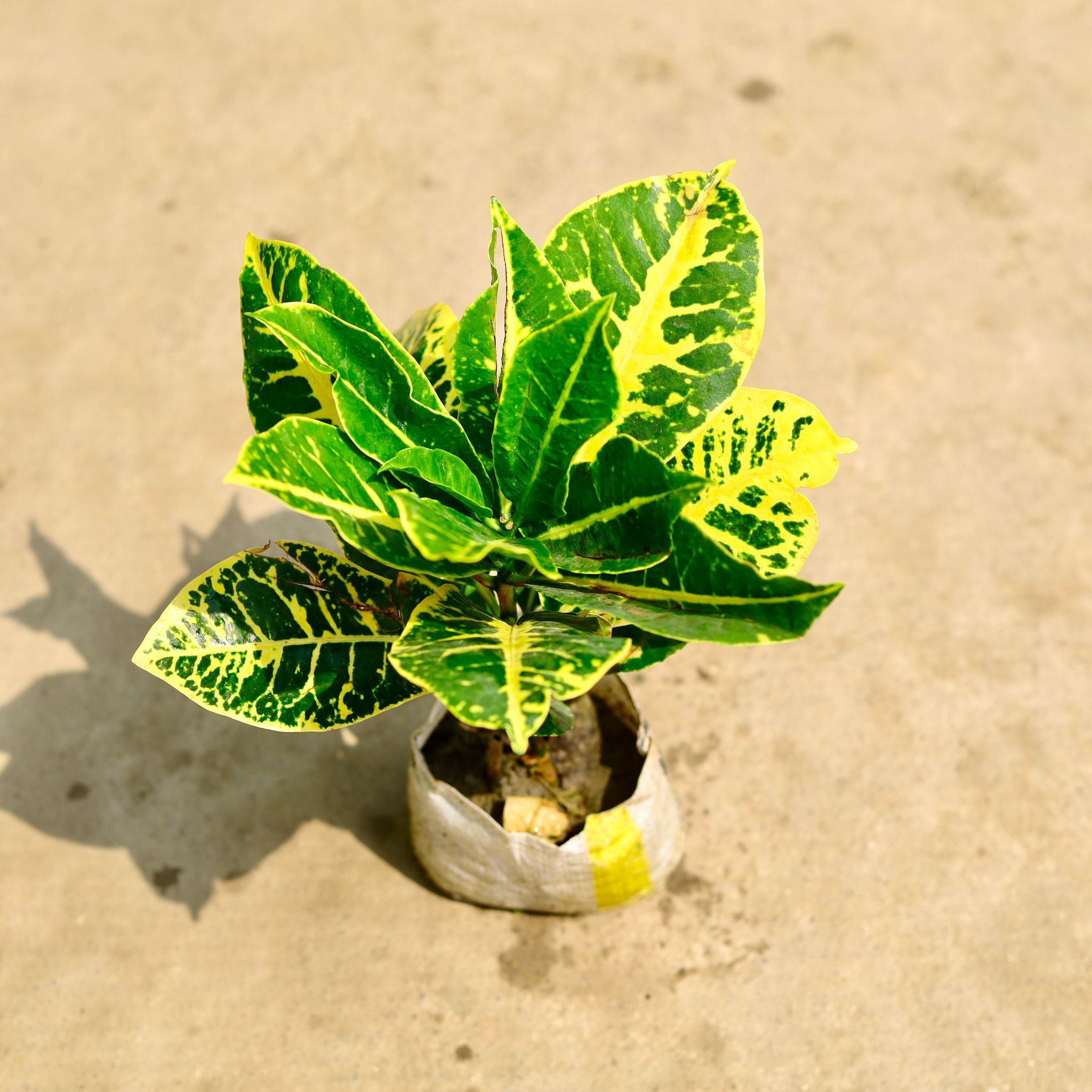 Croton Petra Yellow in 4 Inch Nursery Bag