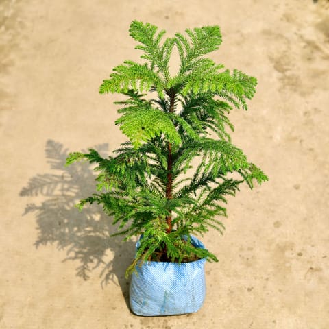 Araucaria / Christmas Tree (~ 2 Ft) in 4 Inch Nursery Bag
