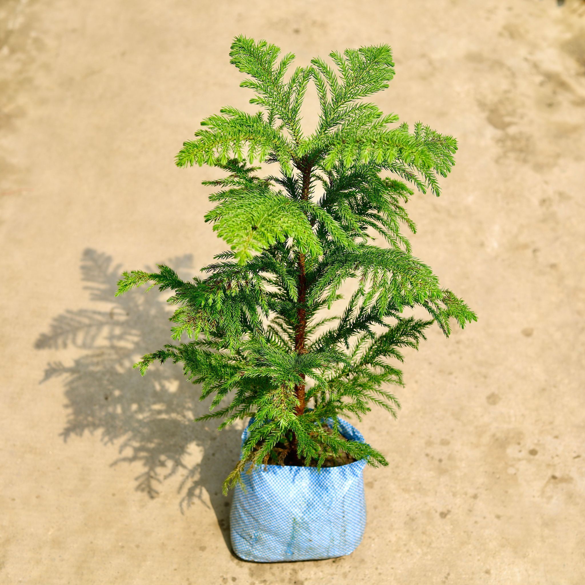 Araucaria / Christmas Tree (~ 2 Ft) in 4 Inch Nursery Bag