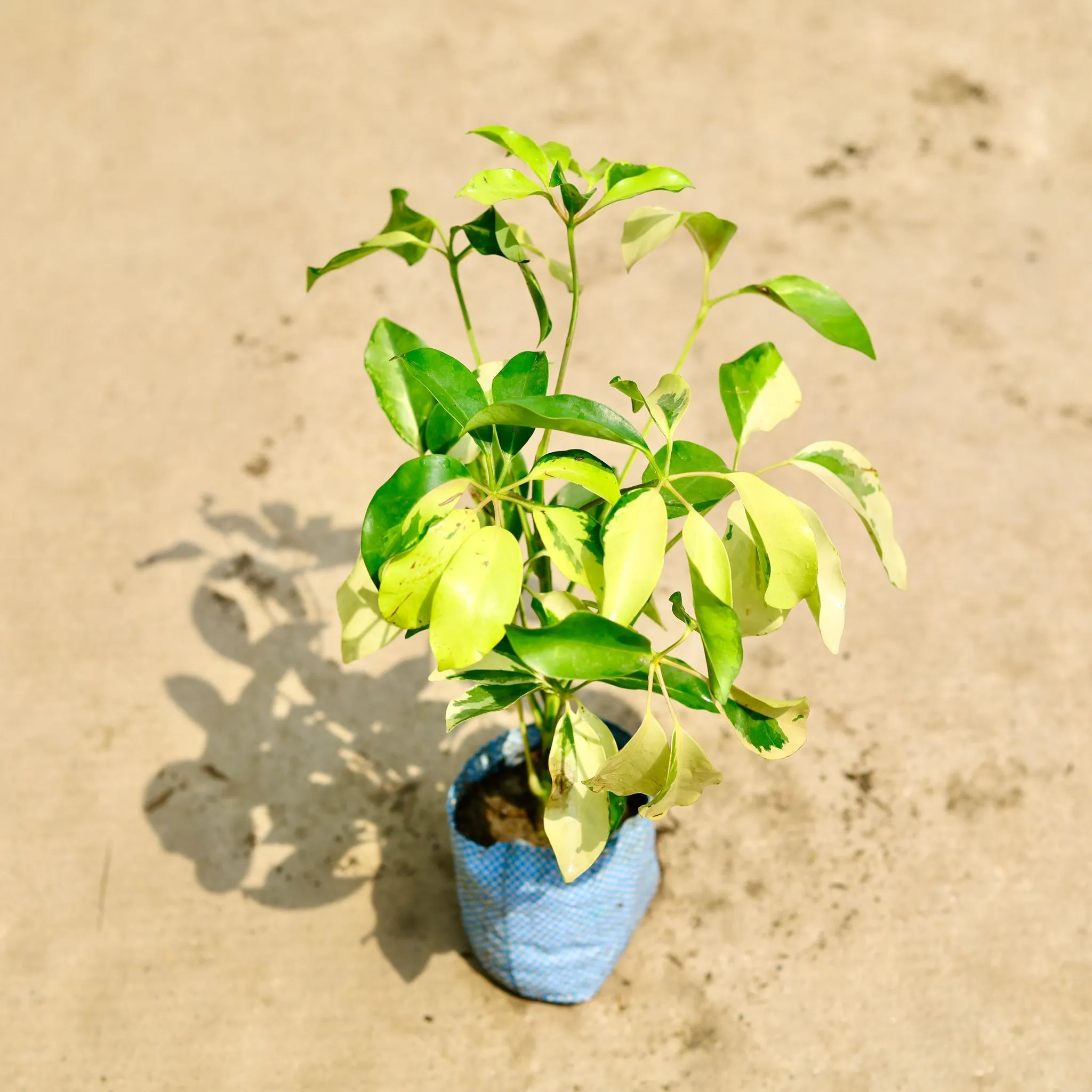 Air Purifying - Schefflera Brassia in 4 Inch Nursery Bag