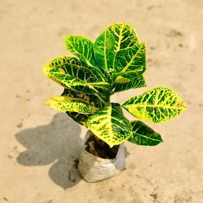 Buy Croton Petra Yellow in 4 Inch Nursery Bag Online | Urvann.com