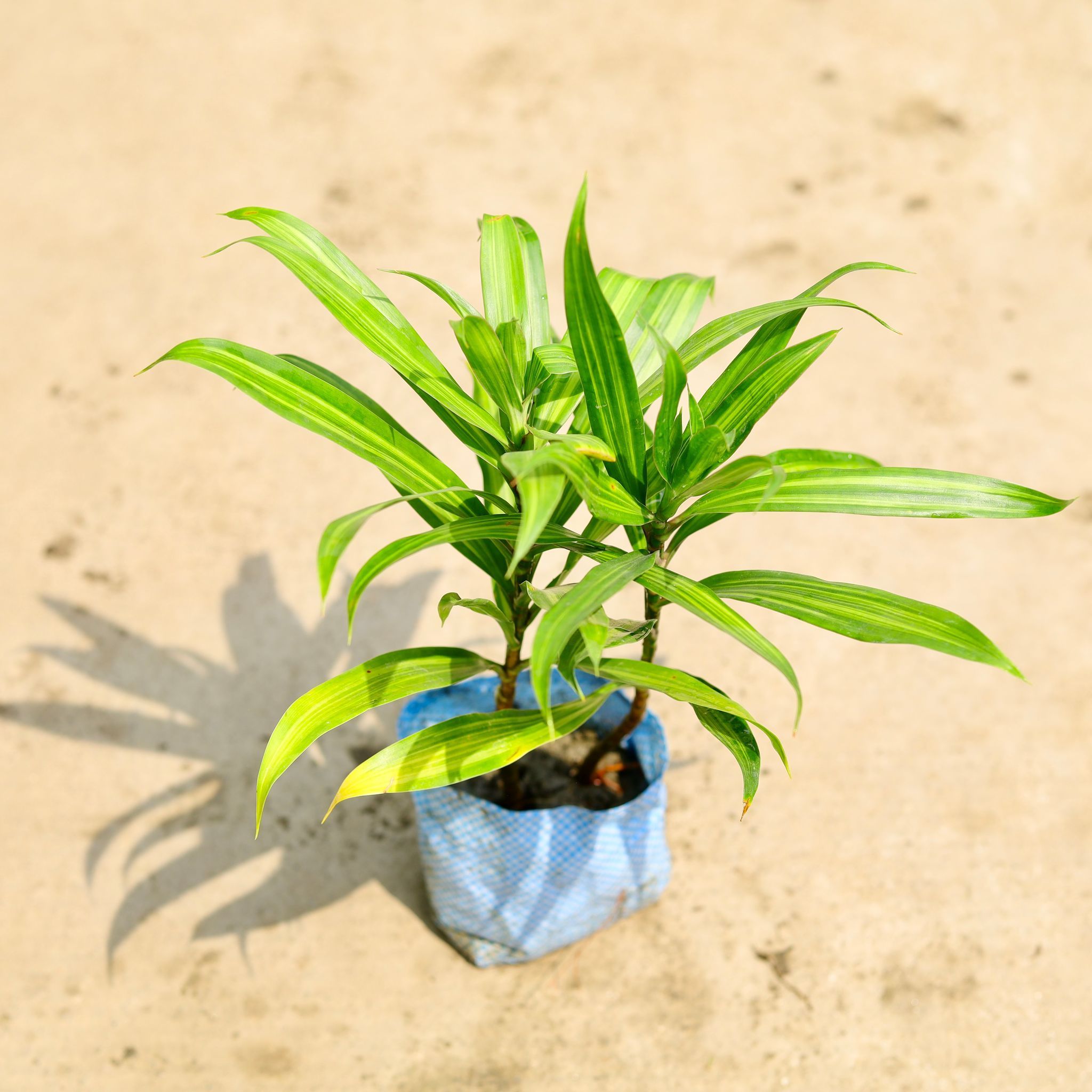 Dracaena Messenger in 4 Inch Nursery Bag