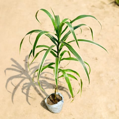 Air Purifying - dracaena Jamaica in 4 Inch Nursery Bag