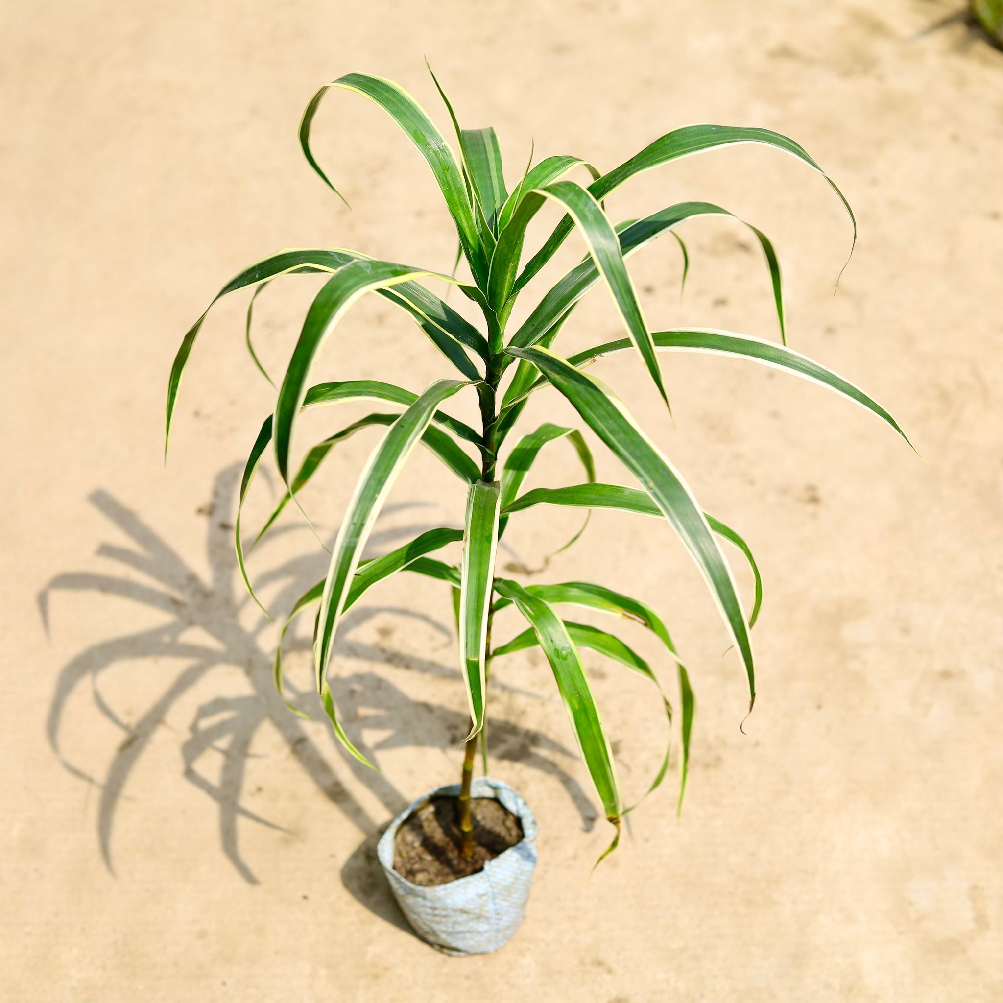 Air Purifying - dracaena Jamaica in 4 Inch Nursery Bag