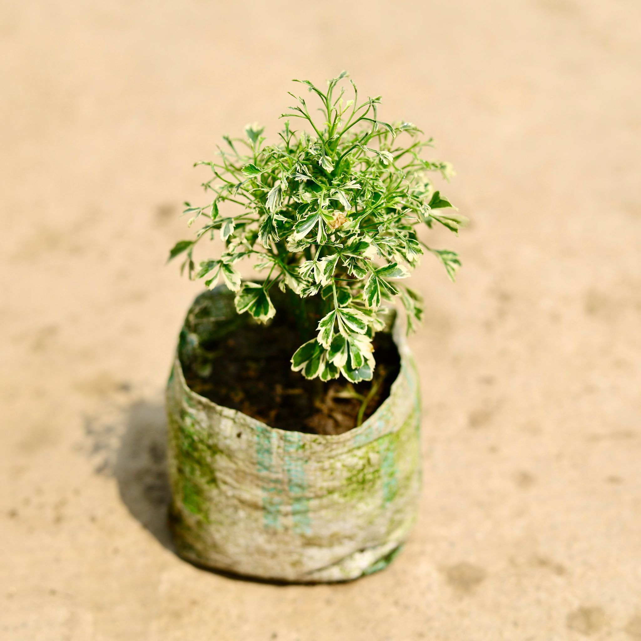 Aralia Variegated in 4 Inch Nursery Bag