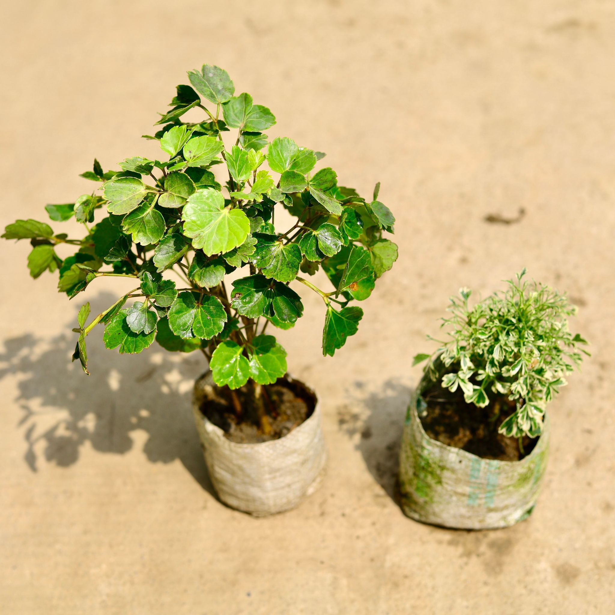 Set of 2 - Aralia (Ming & Variegated) in 4 Inch Nursery Bag