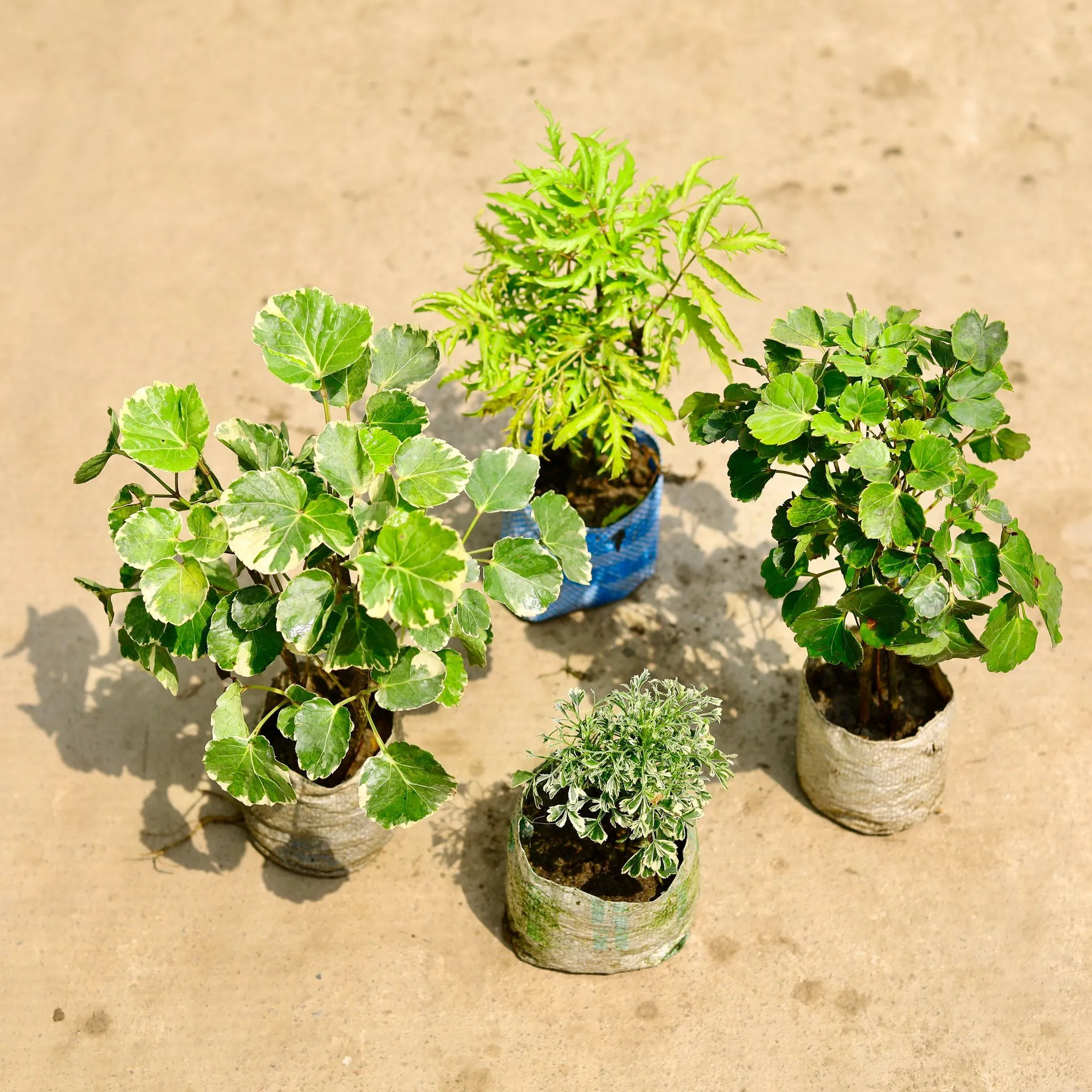 Set of 4 - Aralia (Dinner Plate, Ming, Variegated & Neem) in 4 Inch Nursery Bag
