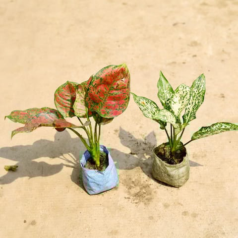 Set of 2 - Aglaonema (Red Ruby & Snow White) in 4 Inch Nursery Bag