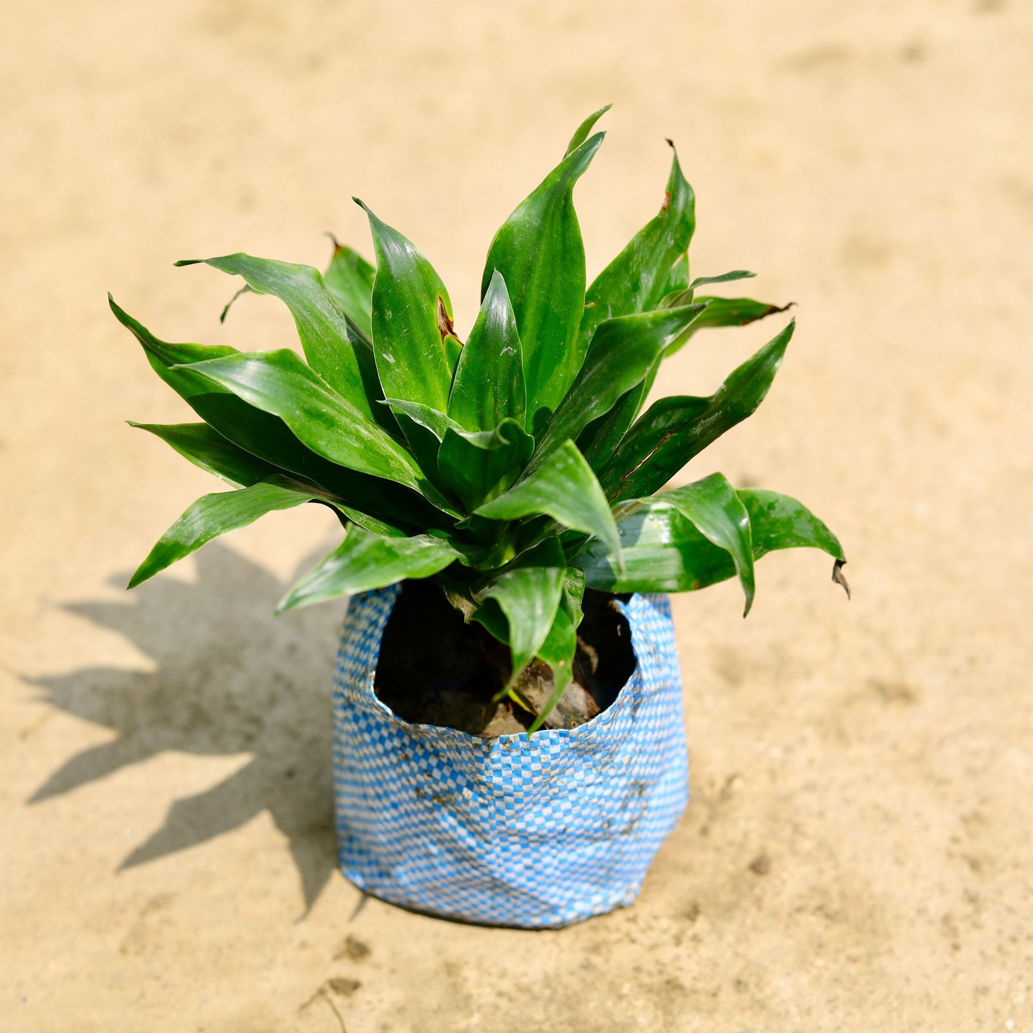 Dracaena Compacta in 4 Inch Nursery Bag