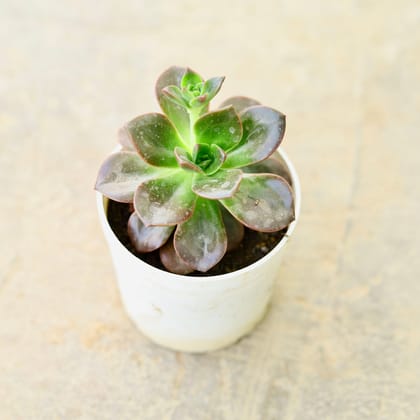 Buy Echeveria Black Succulent in 4 Inch Nursery Pot Online | Urvann.com