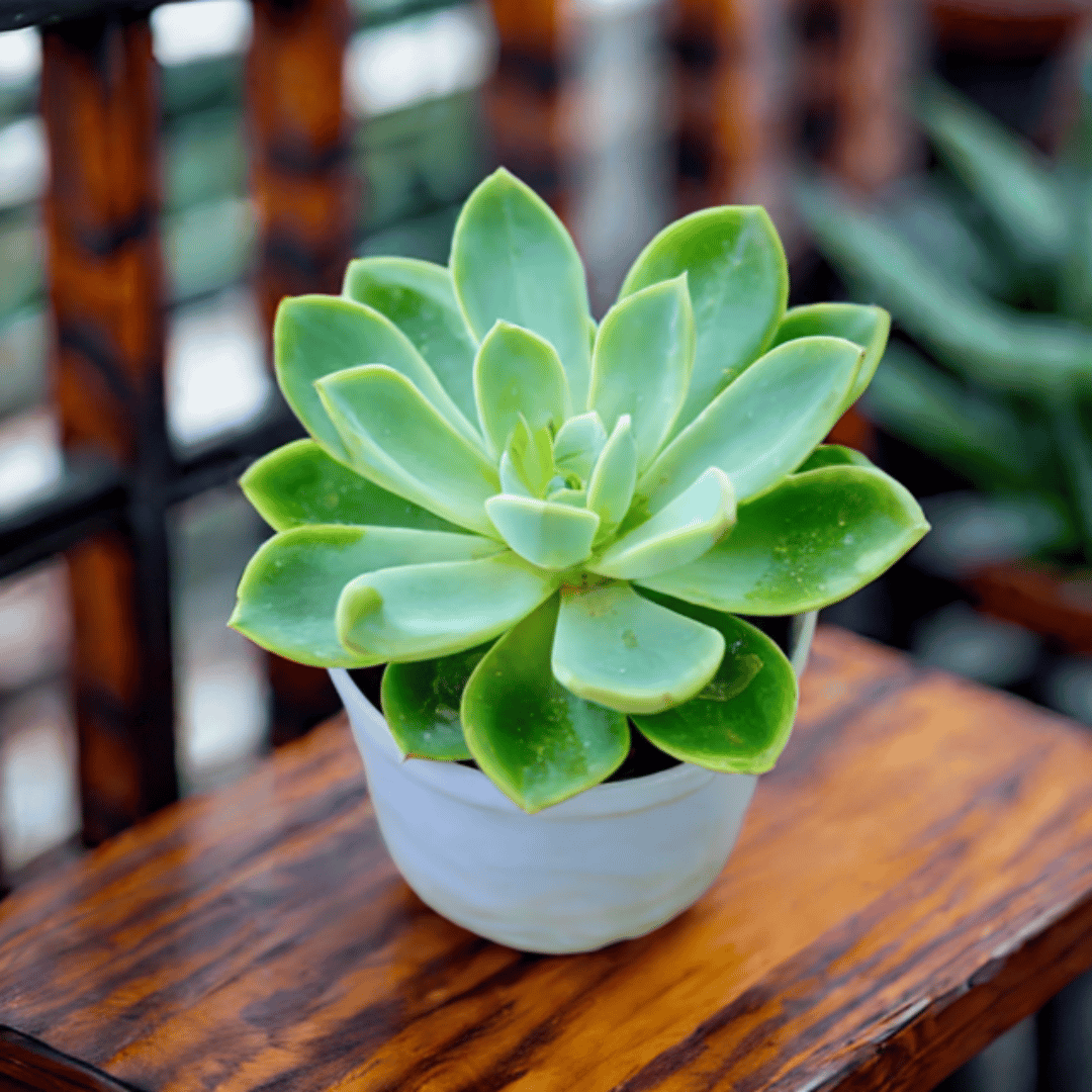 Echeveria Flowery Succulent in 4 Inch Nursery Pot