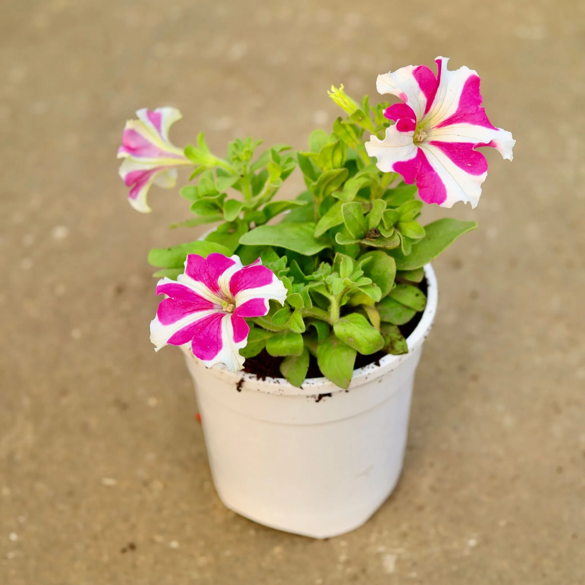 Petunia (any colour) in 6 Inch White Nursery Pot