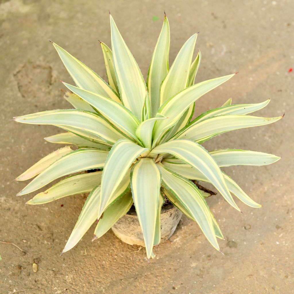 Buy Agave / Kamal Cactus in 6 Inch Nursery Pot Online | Urvann.com Agave / Kamal Cactus in 6 Inch Nursery Pot