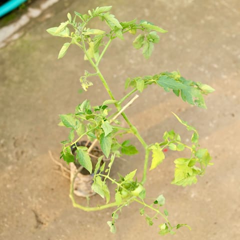 Tomato in 4 Inch Nursery Bag