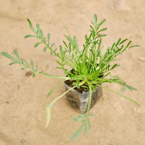 Gazania (any colour) in 4 Inch Nursery Bag