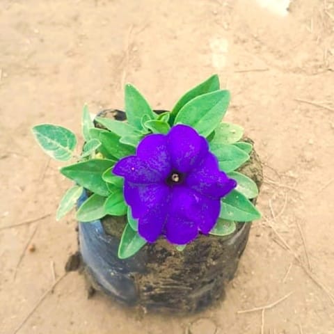 Beautiful Petunia Purple in 4 Inch Nursery Bag