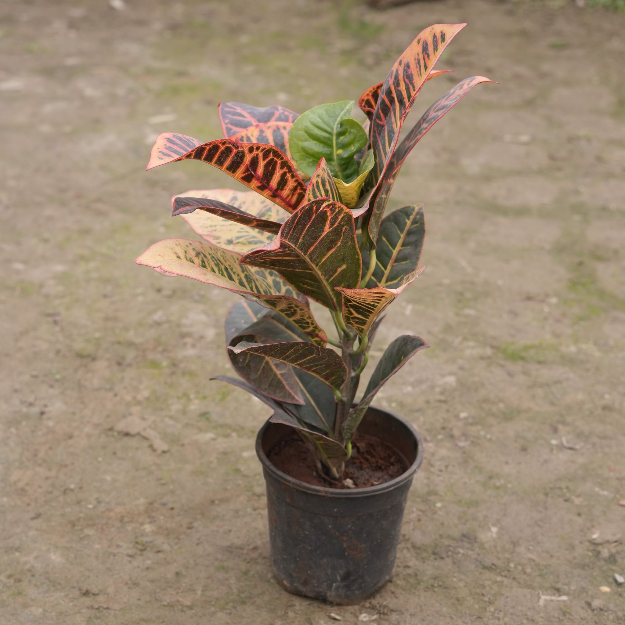 Croton Petra in 6 Inch Nursery Pot