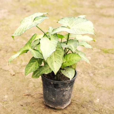 Syngonium Green Variegated in 5 Inch Nursery Pot