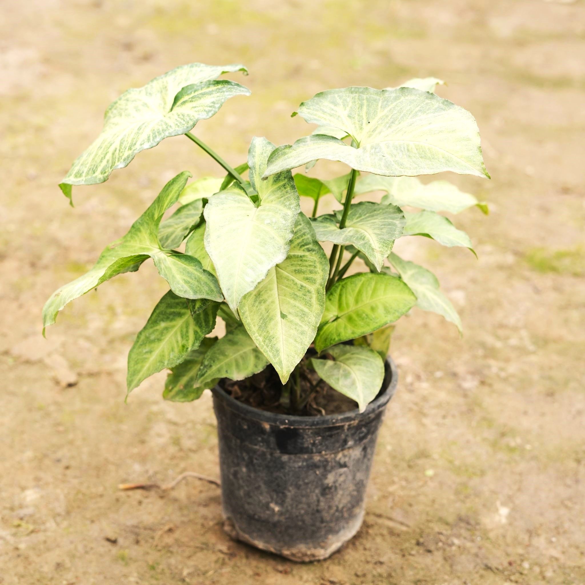 Syngonium Green Variegated in 5 Inch Nursery Pot