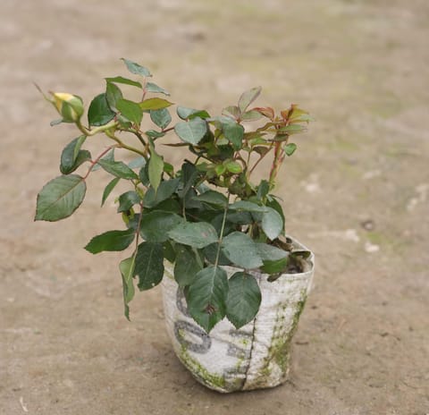 Rose (any colour) in 6 Inch Nursery Bag