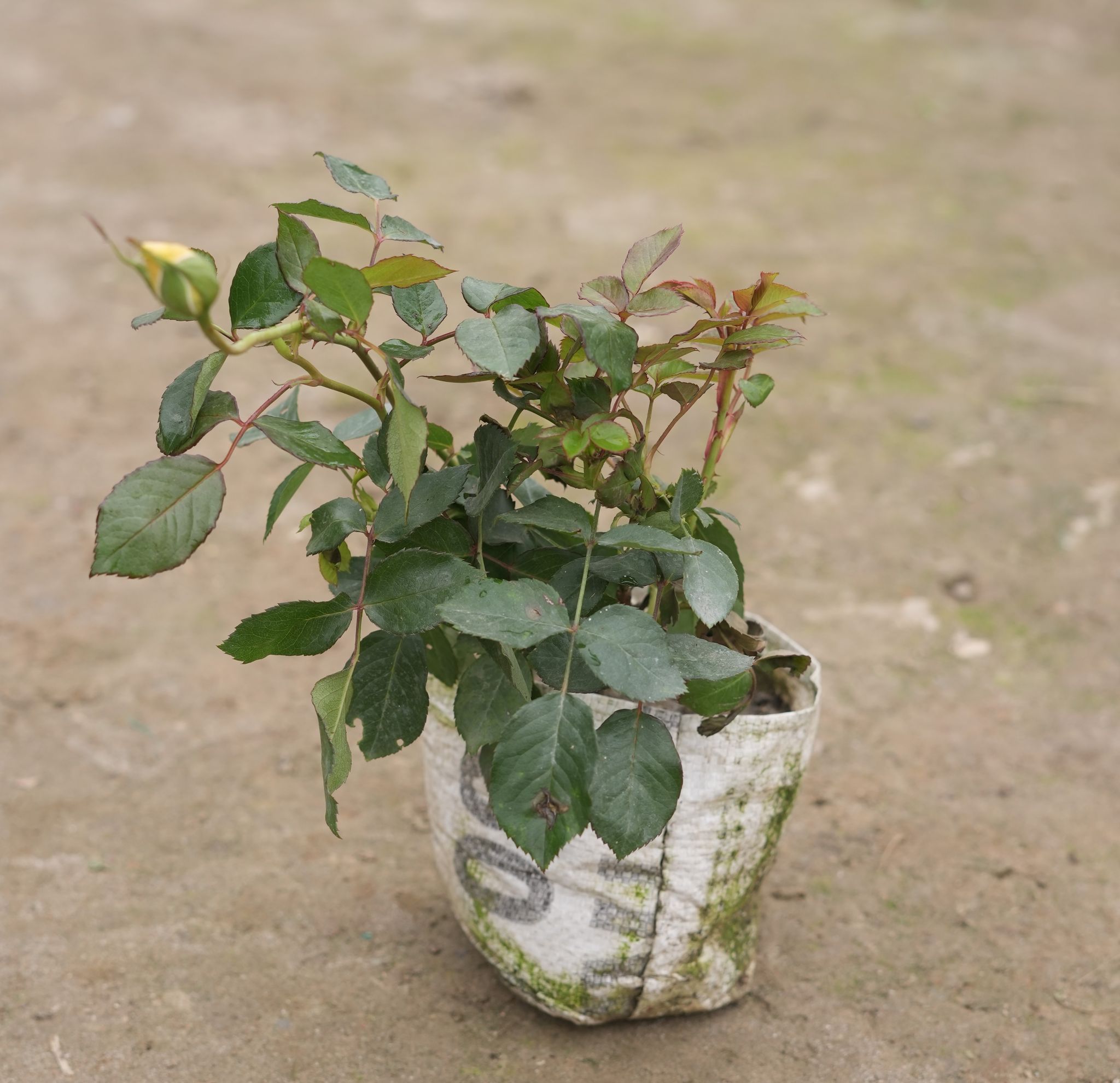 Rose (any colour) in 6 Inch Nursery Bag