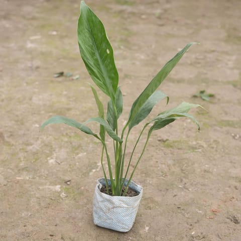 Peace Lily in 4 Inch Nursery Bag