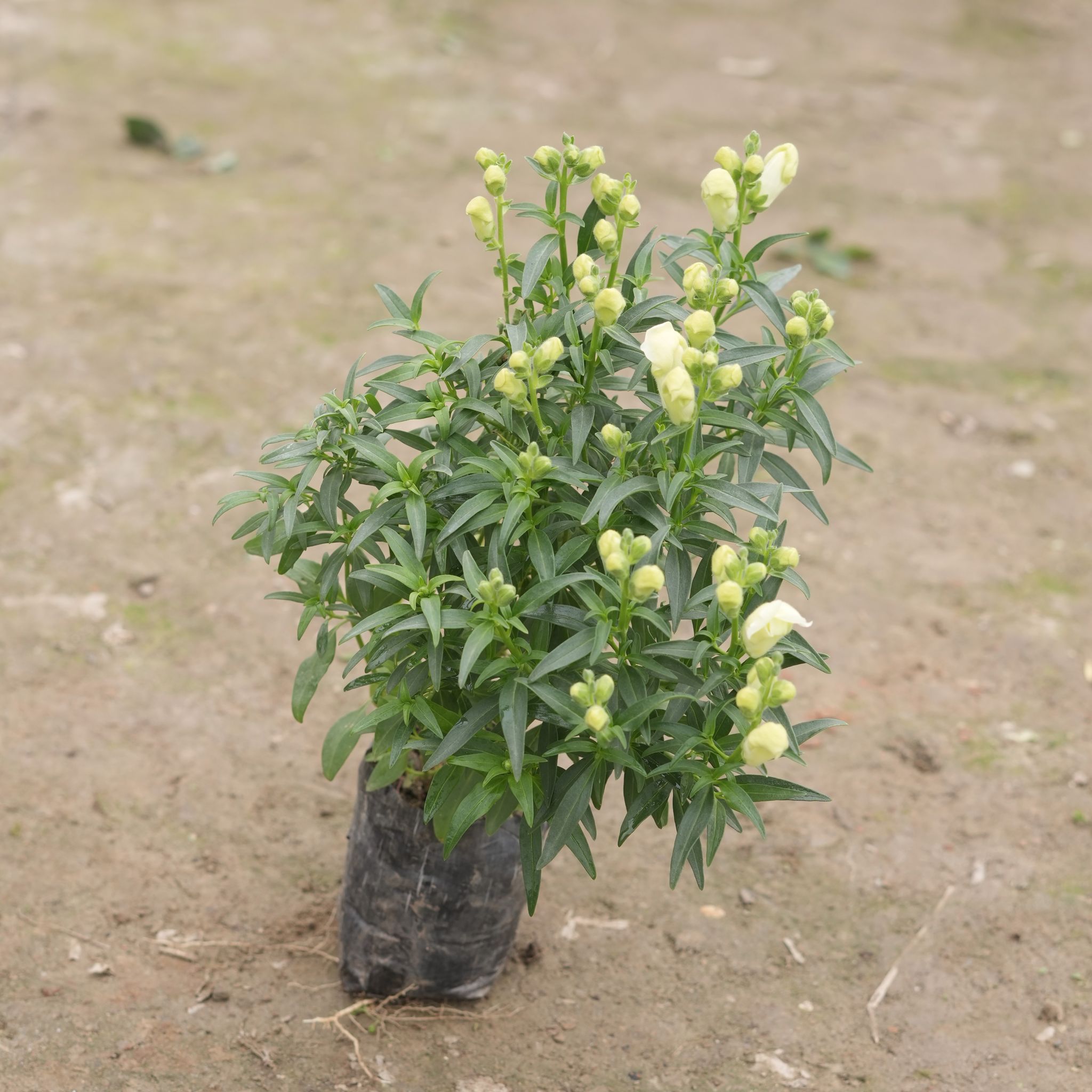 Antirrhinum Majus (Snapdragon) / Dog Flower (any colour) in 4 Inch Nursery Bag