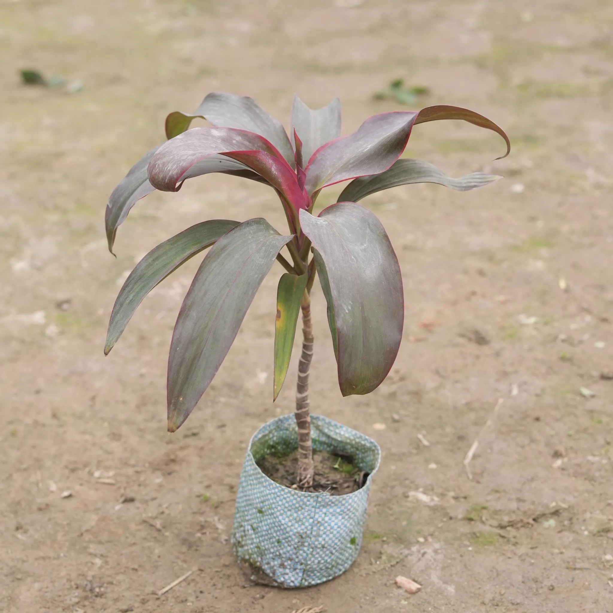 Dracaena Rosea in 4 Inch Nursery Bag