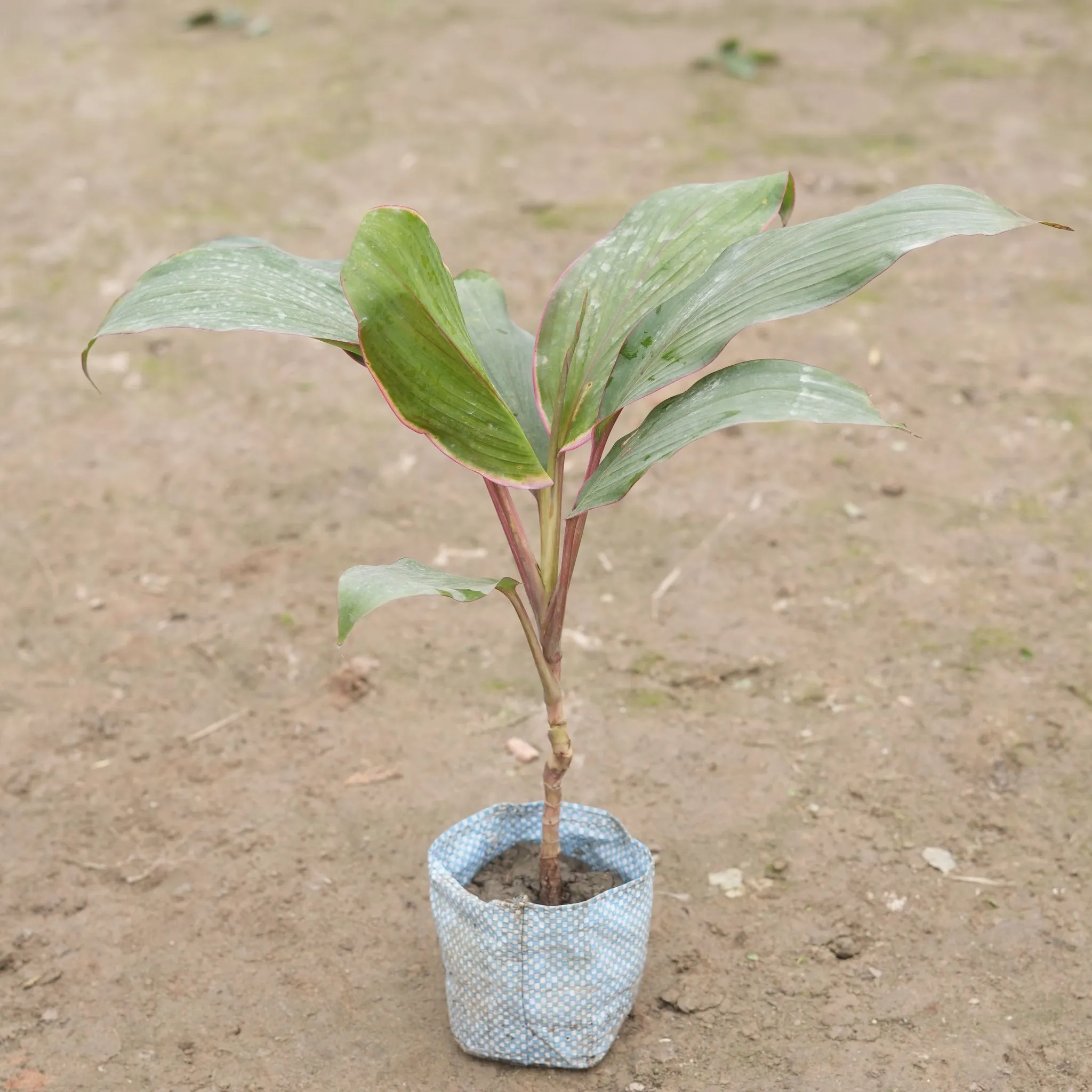 Air Purifying - Dracaena Kedarnath in 4 Inch Nursery Bag